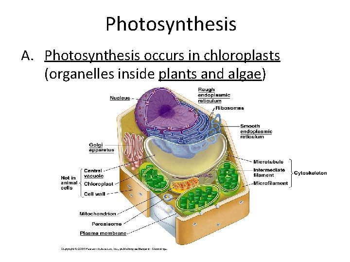 Photosynthesis A. Photosynthesis occurs in chloroplasts (organelles inside plants and algae) 