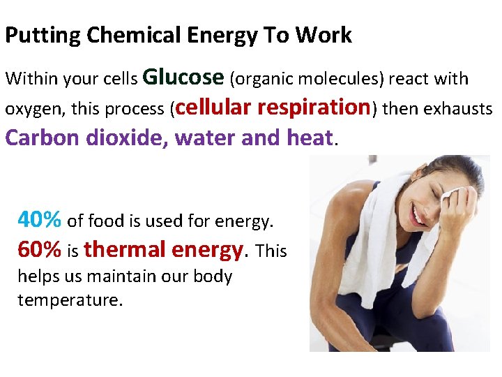 Putting Chemical Energy To Work Within your cells Glucose (organic molecules) react with oxygen,