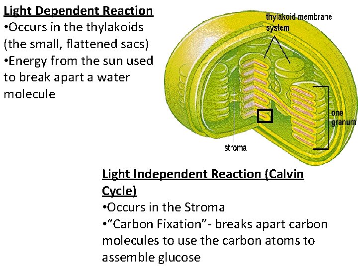 Light Dependent Reaction • Occurs in the thylakoids (the small, flattened sacs) • Energy