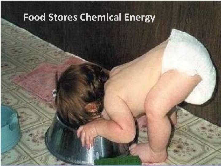 Food Stores Chemical Energy 