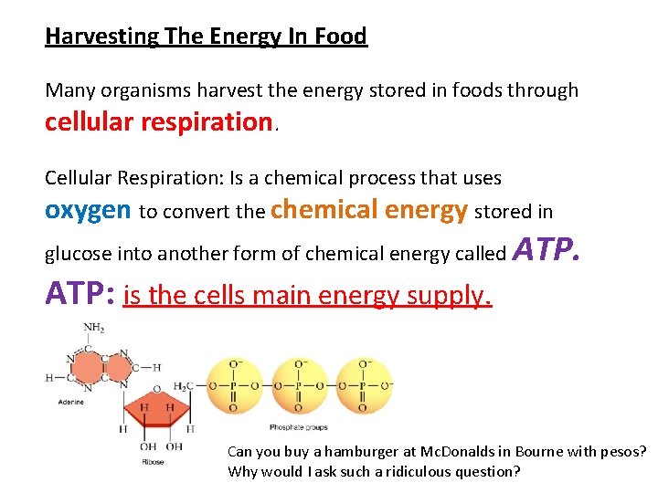Harvesting The Energy In Food Many organisms harvest the energy stored in foods through