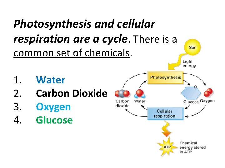 Photosynthesis and cellular respiration are a cycle. There is a common set of chemicals.