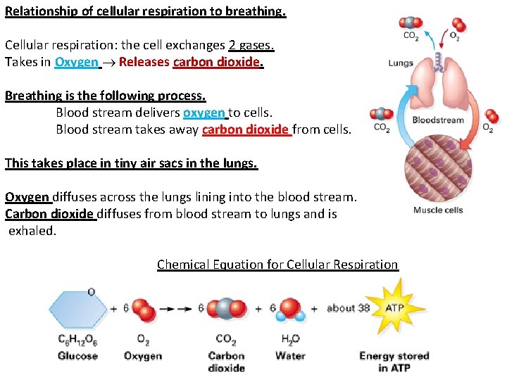 Relationship of cellular respiration to breathing. Cellular respiration: the cell exchanges 2 gases. Takes