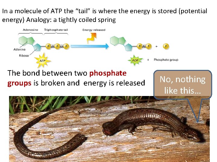 In a molecule of ATP the “tail” is where the energy is stored (potential