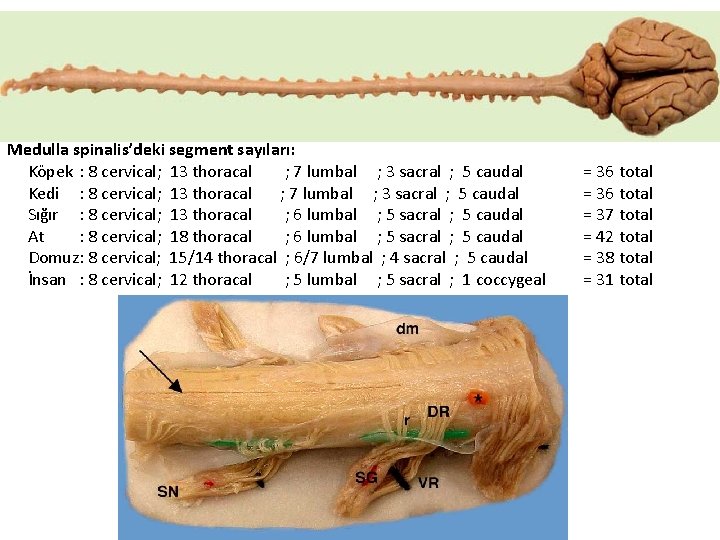 Medulla spinalis’deki segment sayıları: Köpek : 8 cervical; 13 thoracal ; 7 lumbal ;