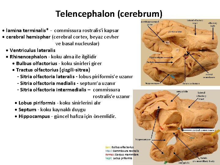 Telencephalon (cerebrum) • lamina terminalis* - commissura rostralis’i kapsar • cerebral hemispher (cerebral cortex,