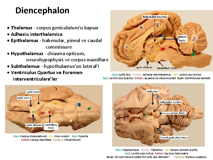 Diencephalon • Thalamus - corpus geniculatum’u kapsar • Adhesio interthalamica • Epithalamus - habenular,