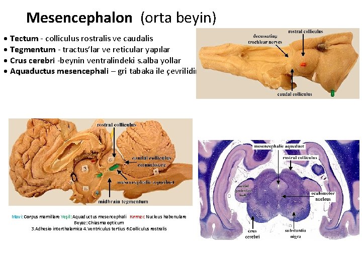 Mesencephalon (orta beyin) • Tectum - colliculus rostralis ve caudalis • Tegmentum - tractus’lar