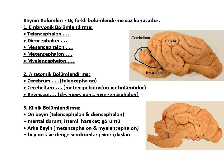 Beynin Bölümleri - Üç farklı bölümlendirme söz konusudur. 1. Embryonik Bölümlendirme: • Telencephalon. .