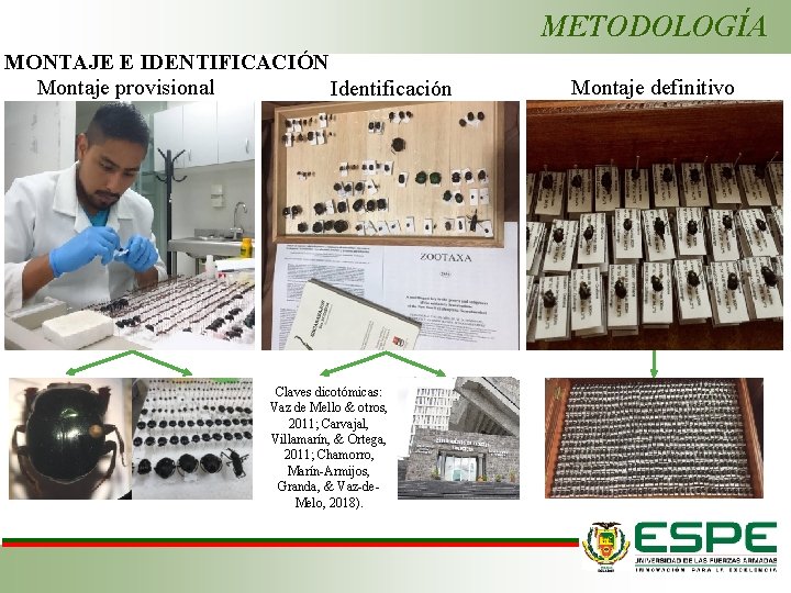 METODOLOGÍA MONTAJE E IDENTIFICACIÓN Montaje provisional Identificación Claves dicotómicas: Vaz de Mello & otros,