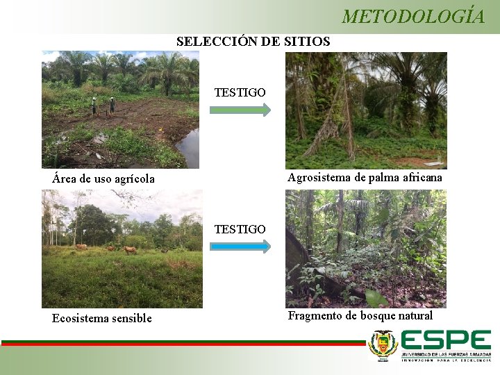 METODOLOGÍA SELECCIÓN DE SITIOS TESTIGO Agrosistema de palma africana Área de uso agrícola TESTIGO