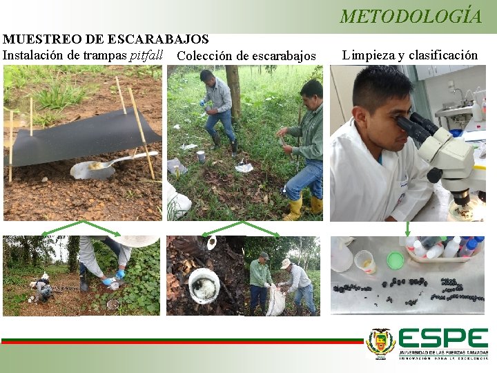 METODOLOGÍA MUESTREO DE ESCARABAJOS Instalación de trampas pitfall Colección de escarabajos Limpieza y clasificación
