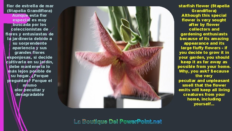 flor de estrella de mar (Stapelia Grandiflora) Aunque esta flor especial es muy buscada