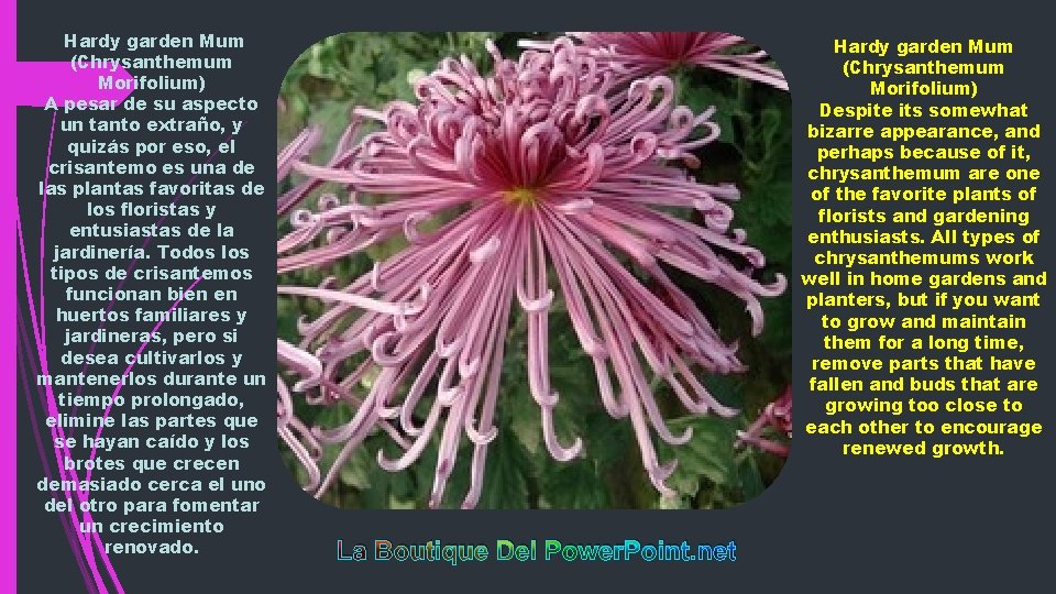 Hardy garden Mum (Chrysanthemum Morifolium) A pesar de su aspecto un tanto extraño, y