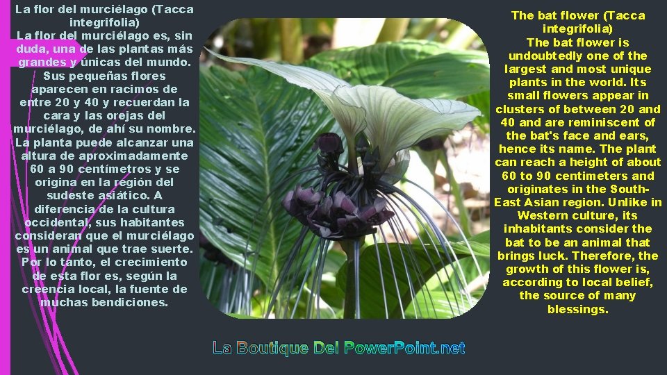 La flor del murciélago (Tacca integrifolia) La flor del murciélago es, sin duda, una