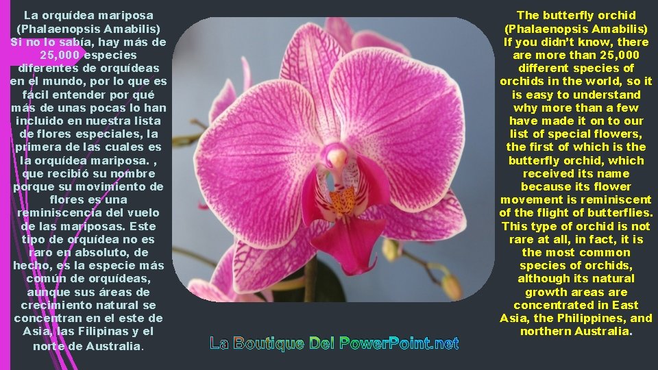 La orquídea mariposa (Phalaenopsis Amabilis) Si no lo sabía, hay más de 25, 000