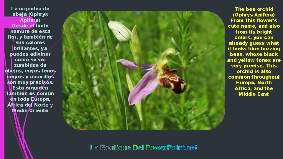 La orquídea de abeja (Ophrys Apifera) Desde el lindo nombre de esta flor, y