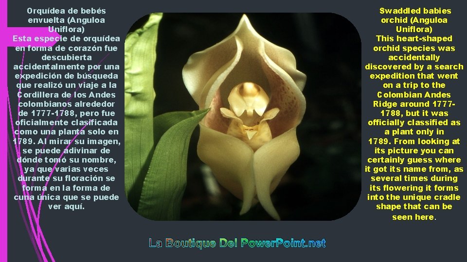 Orquídea de bebés envuelta (Anguloa Uniflora) Esta especie de orquídea en forma de corazón