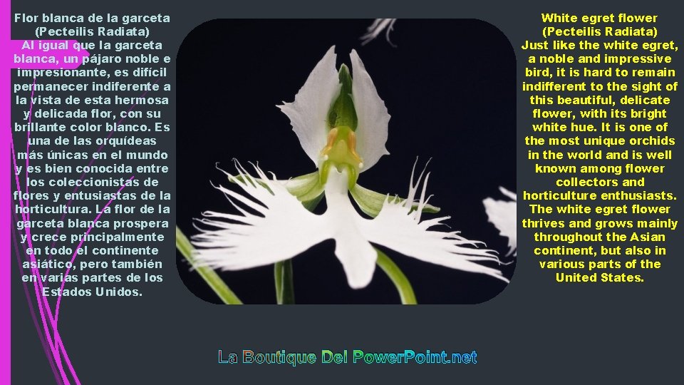 Flor blanca de la garceta (Pecteilis Radiata) Al igual que la garceta blanca, un