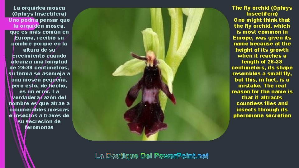 La orquídea mosca (Ophrys Insectifera) Uno podría pensar que la orquídea mosca, que es