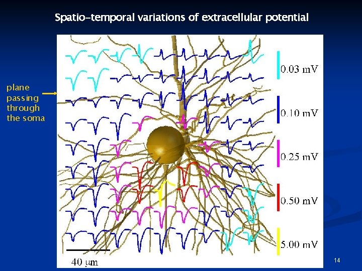 Spatio-temporal variations of extracellular potential plane passing through the soma 14 