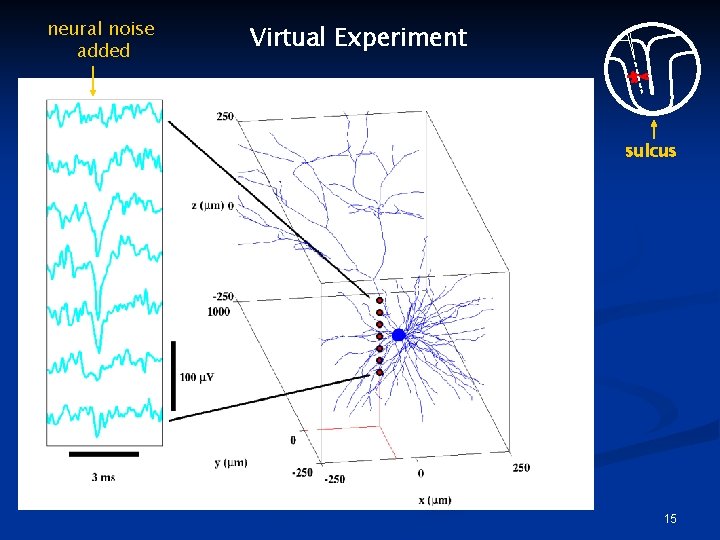 neural noise added Virtual Experiment sulcus 15 