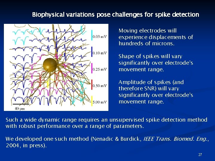 Biophysical variations pose challenges for spike detection Moving electrodes will experience displacements of hundreds