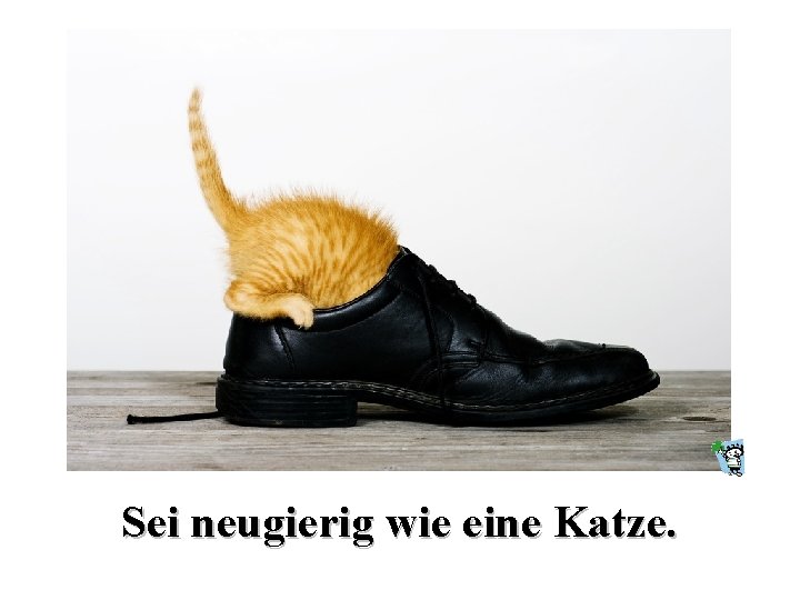 Sei neugierig wie eine Katze. 