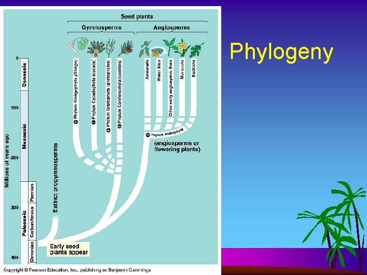 Phylogeny 