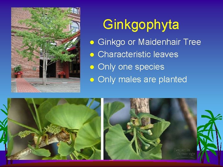 Ginkgophyta l l Ginkgo or Maidenhair Tree Characteristic leaves Only one species Only males