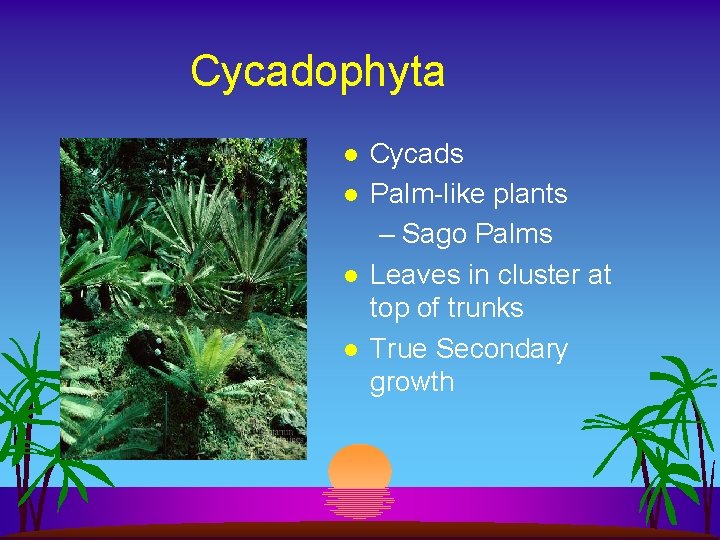 Cycadophyta l l Cycads Palm-like plants – Sago Palms Leaves in cluster at top