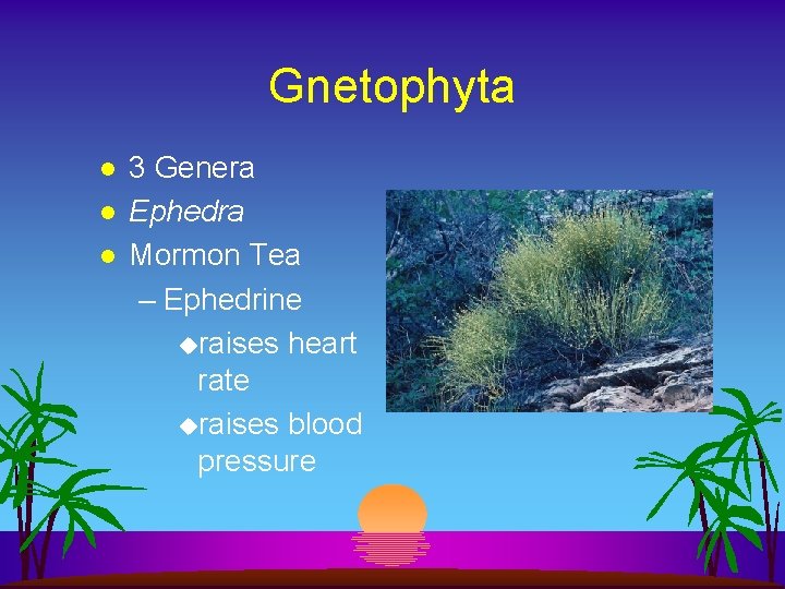 Gnetophyta l l l 3 Genera Ephedra Mormon Tea – Ephedrine uraises heart rate