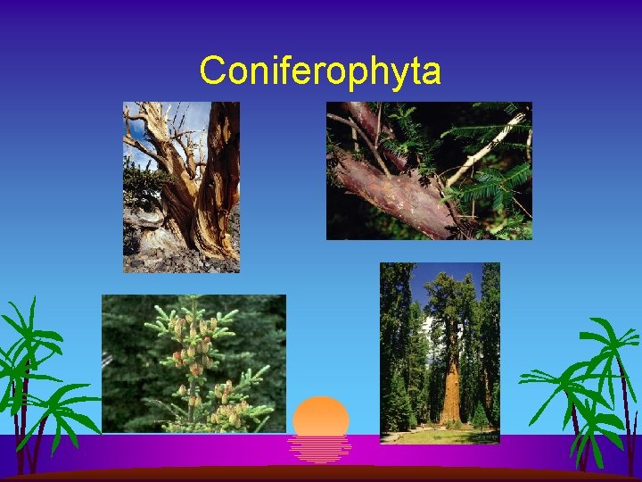 Coniferophyta 