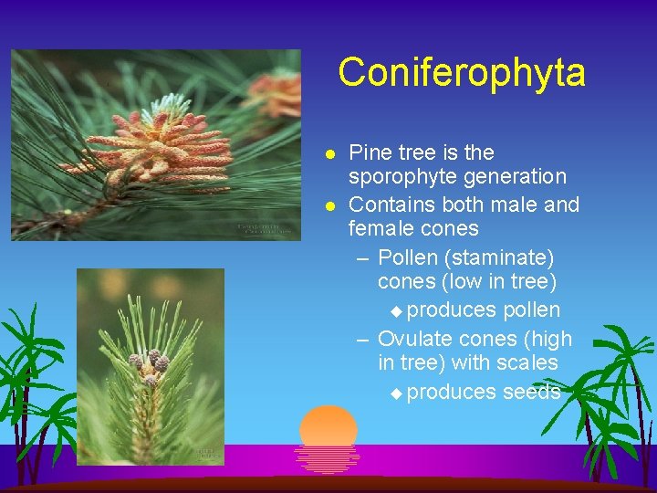 Coniferophyta l l Pine tree is the sporophyte generation Contains both male and female