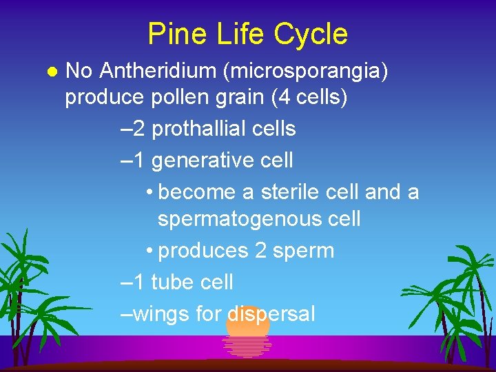 Pine Life Cycle l No Antheridium (microsporangia) produce pollen grain (4 cells) – 2