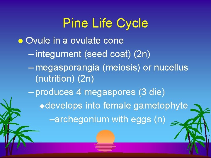 Pine Life Cycle l Ovule in a ovulate cone – integument (seed coat) (2