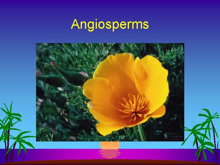 Angiosperms 