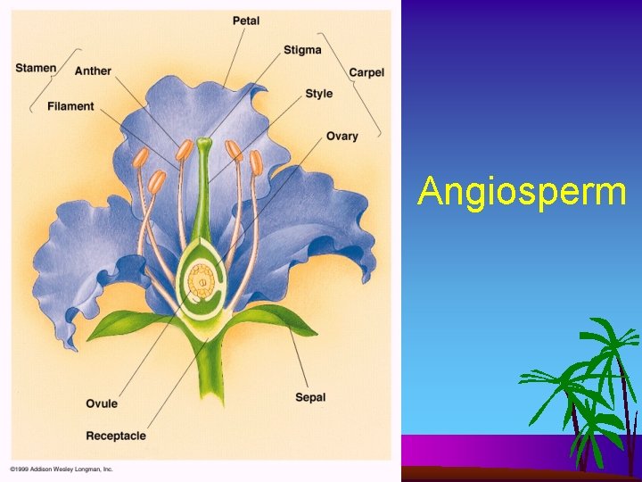 Angiosperm 