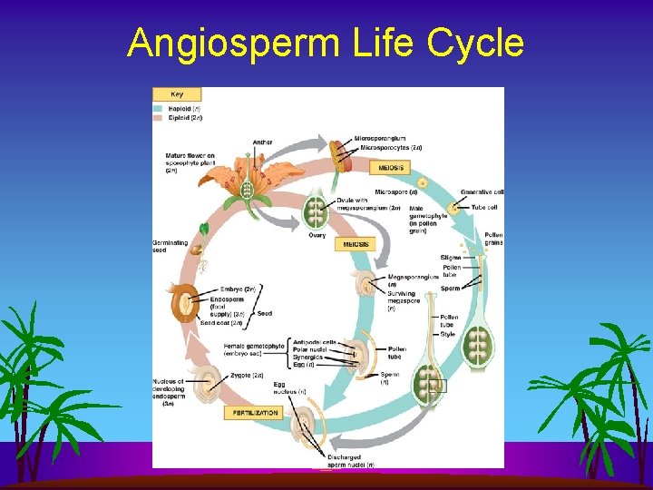 Angiosperm Life Cycle 