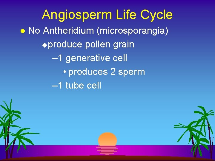 Angiosperm Life Cycle l No Antheridium (microsporangia) uproduce pollen grain – 1 generative cell