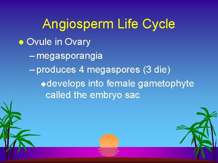 Angiosperm Life Cycle l Ovule in Ovary – megasporangia – produces 4 megaspores (3