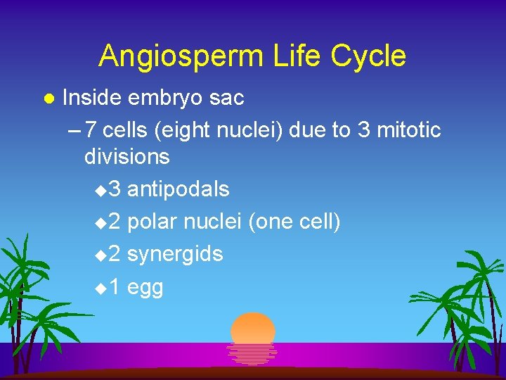 Angiosperm Life Cycle l Inside embryo sac – 7 cells (eight nuclei) due to