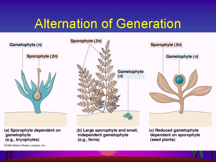 Alternation of Generation 