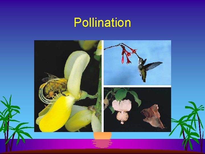 Pollination 