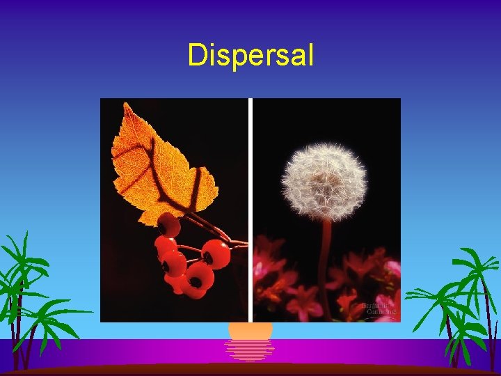 Dispersal 