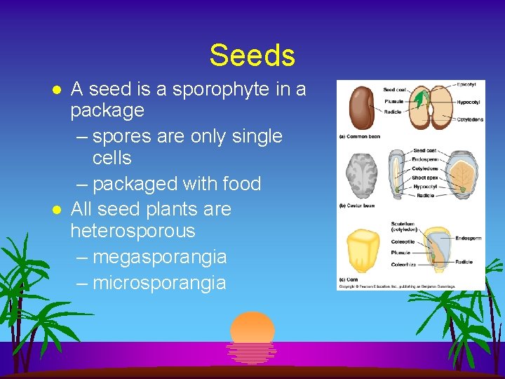 Seeds l l A seed is a sporophyte in a package – spores are