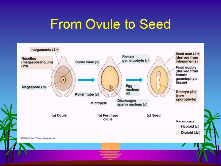 From Ovule to Seed 