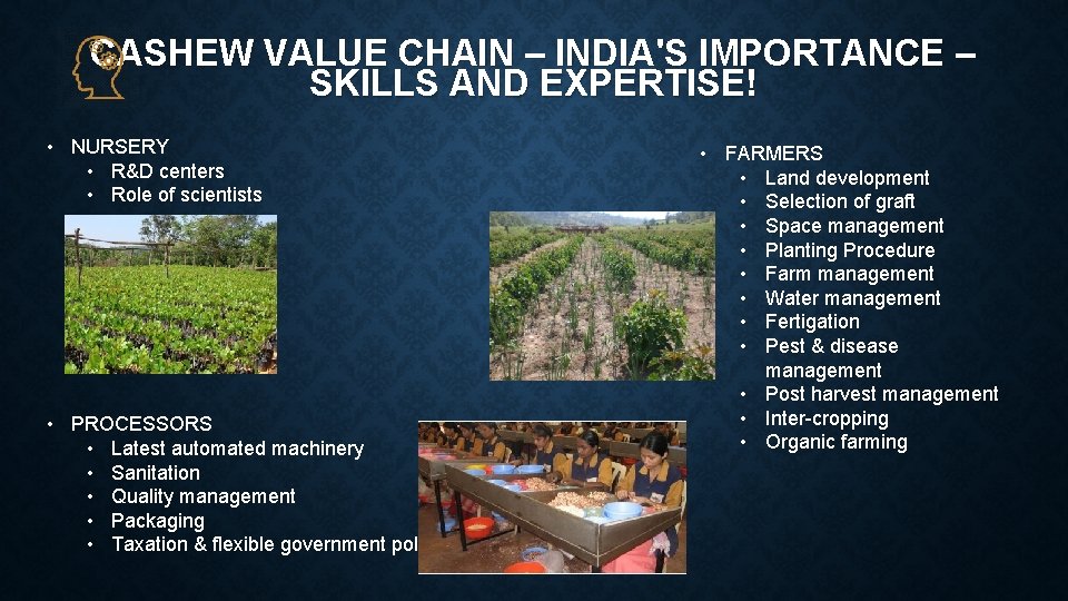 CASHEW VALUE CHAIN – INDIA'S IMPORTANCE – SKILLS AND EXPERTISE! • NURSERY • R&D