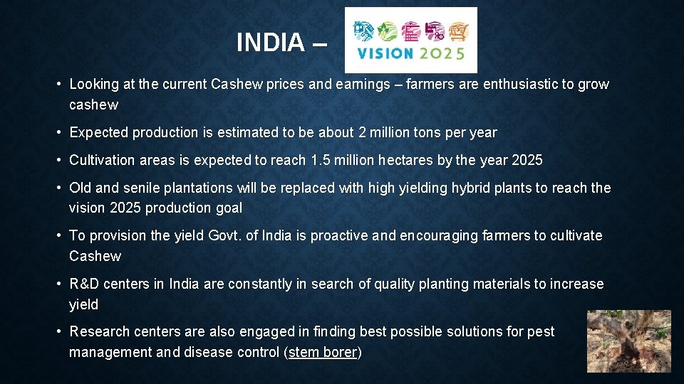 INDIA – • Looking at the current Cashew prices and earnings – farmers are