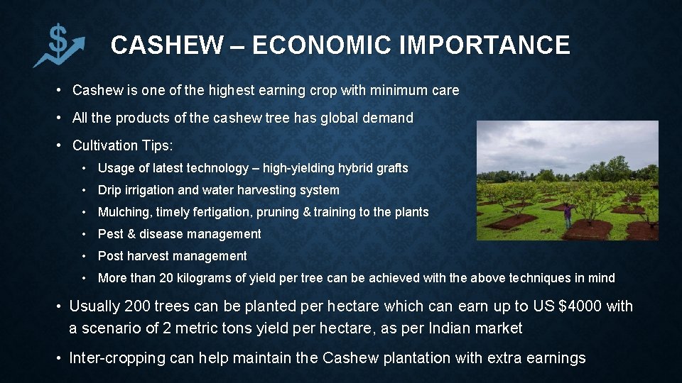 CASHEW – ECONOMIC IMPORTANCE • Cashew is one of the highest earning crop with